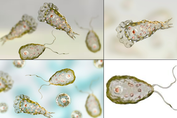 Kerala Brain Eating Amoeba